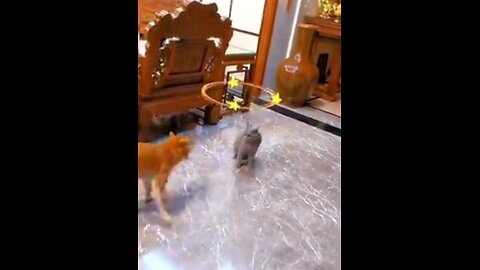 funny_cats_dog_love_fight_🙈🙈😱😱