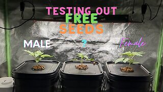 Trying Out Some Free Tester Beans x CGC GENETICS - ‎@3operation0weed3grow