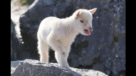 New Born Baby Goat Learns To Walk And Jumps Happy Into The Air | Six-day-old Cute Baby Goat