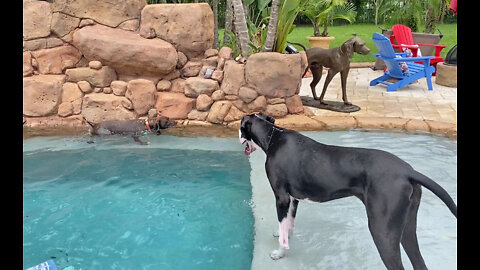 Great Dane Points But Doesn't Want To Swim With Pointer Dog