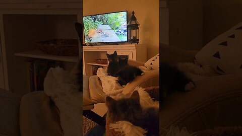 Foster kittens first time watching Cat TV