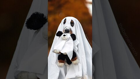 My Dog Did the Viral Ghost Photoshoot 👻 #bernesemountaindog #ghostphotoshoot #cutedog