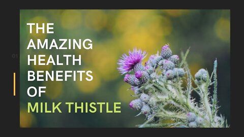 Milk thistle for liver