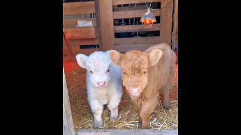 Cute baby calves😍😍😁😁