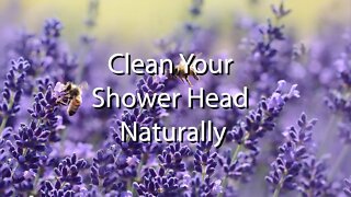 Naturally Clean a Shower Head