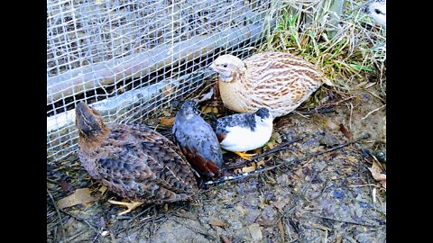 Button Quail And Coturnix Quail Coexisting Peacefully