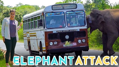 DIY Elephant Safari in Sri Lanka?!