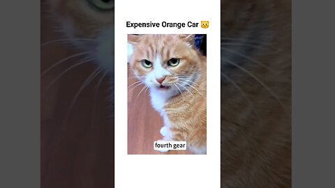 Always orange cats