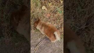 cute dog walk