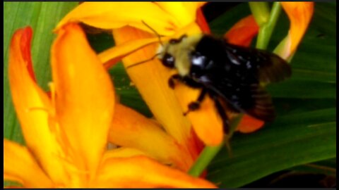 Rumble Bumble Bee