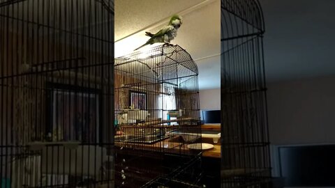 Fuzzy the rescue parrot likes classical music
