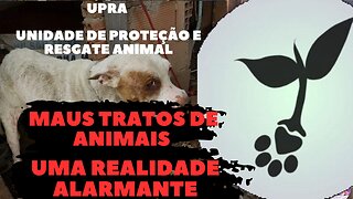 Mais que Cães e Gatos: A Missão da UPRA em Resgatar e Proteger Todas as Espécies