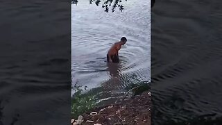 Alligator attacks swimmer #shorts