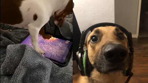 My dog is real gamer😂