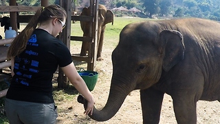 Rescued baby elephant interacts with lucky girl