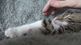 Cute Baby Cat Stretches His Toes