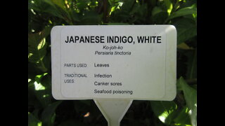 More Than Creating Japanese White Indigo Sept 2021