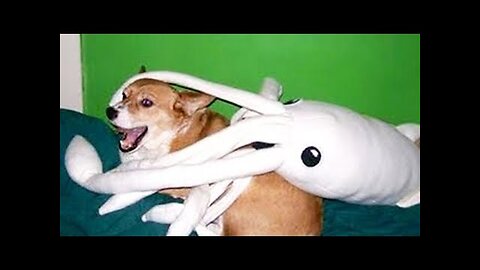 Best Of 2020 - Top Funny Pet Videos - TRY NOT TO LAUGH