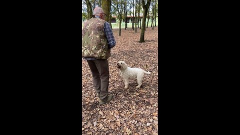 Watching a Lagotto Ramagnolo hunt for some Truffles