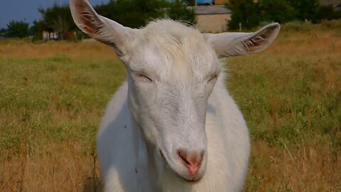 Goat Stock Footage - Goat Free Stock Videos - Goat No Copyright Videos