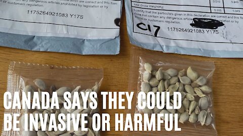 Canadians Are Getting Unsolicited Seeds In The Mail & The Government Says Don't Plant Them