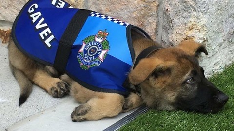"Gavel", el perro que fue "despedido" de la policía por la mejor razón...