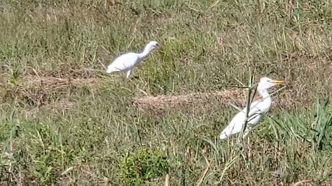 Super Interesting - Cattle Egret