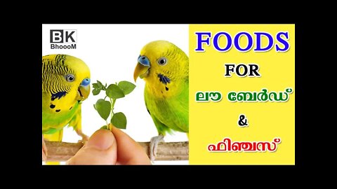Love Birds Food || Lovebirds Food List | Foods For Budgies and Finches