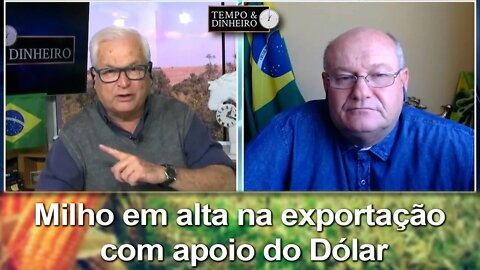 Milho em alta na exportação com apoio do Dólar