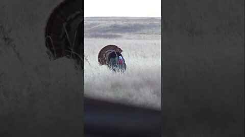 Giant Strutting Gobbler Turkey - Stay Tuned | Outdoor Jack