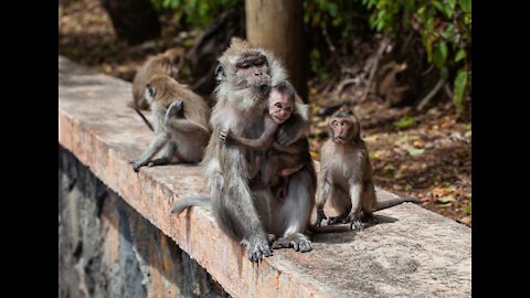 Mother and Baby Monkey