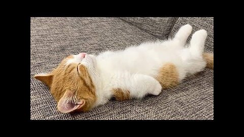 Best Funny Animal Videos Of The 2023 🤣 Funniest Cats And Dogs Videos 😺😍😂🐶 Funny cat & dog vid