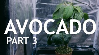 Growing an Avocado Tree, Indoors. Part 3