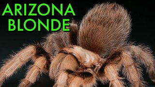 How I Care For My Arizona Blonde Tarantulas - Aphonopelma chalcodes