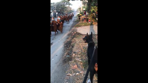 Doberman Dog Waits for Monks Passing By