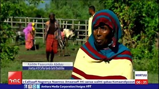 AMECO HIBIR: WIIRTUU:- Sirna Buna Qalaa 07/02/2016