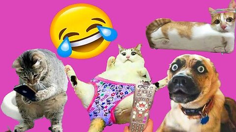 Funniest Animals 2024 New Funny Animal Videos🙈🙉🙊