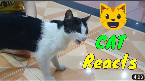 Cute pets Cat and Puppy dog Funny Moment | Viral Cat