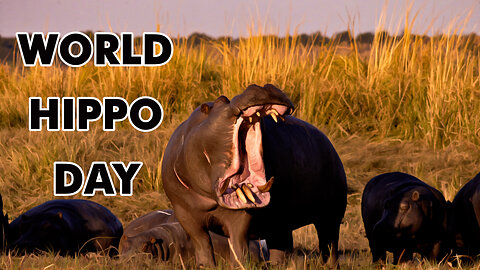 WORLD HIPPO DAY - February 15, 2023 - National Today