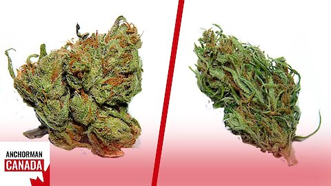 Indica vs Sativa: The Difference You Need To Know Between Cannabis Types