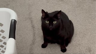 Adopting a Cat from a Shelter Vlog - Cute Precious Piper Provides Back Up Security