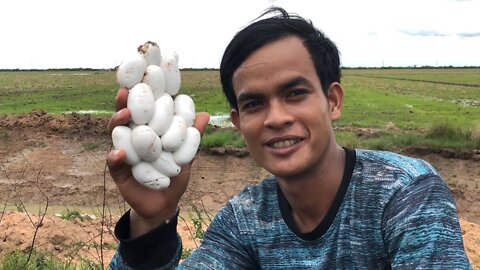 Cobra Catching TV : I got india cobra egg without mom in cave