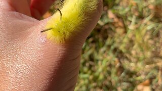 Fuzzy Caterpillar 🐛 #ChamberlinFamilyFarms #caterpillar #wildlife #nature