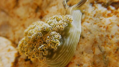 Underwater Sea Slug Nature Animals Sea Slug