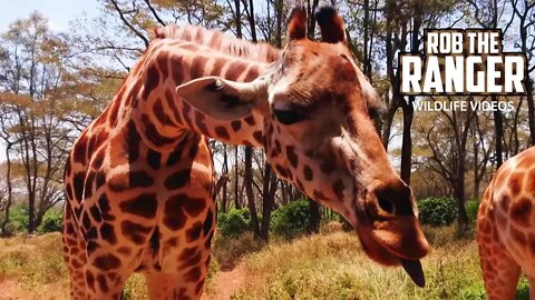 Giraffe Centre | Pre/Post Safari Activity In Nairobi, Kenya