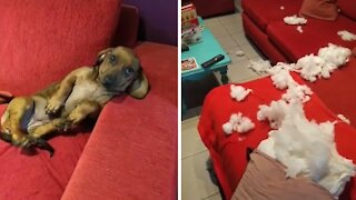Naughty Pup Destroys Pillow, Scatters Feathers Around The Room