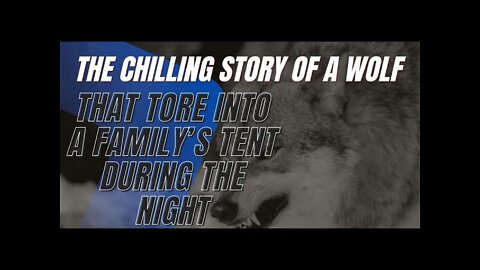 The Chilling Story of a Wolf That Tore Into a Family’s Tent During the Night