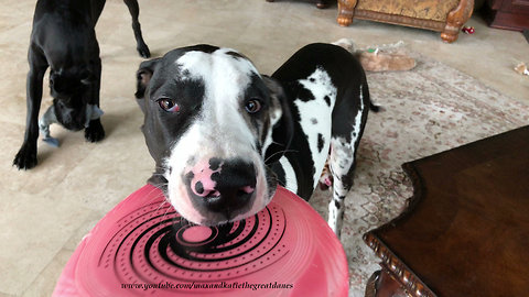 Playful Great Dane and Puppy Have Fun With Frisbee