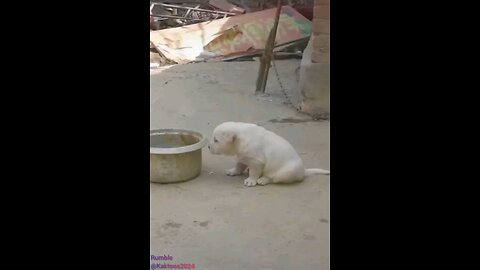 funny animals video