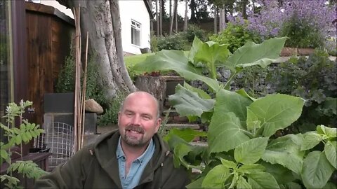 Growing Vegetables in Pots